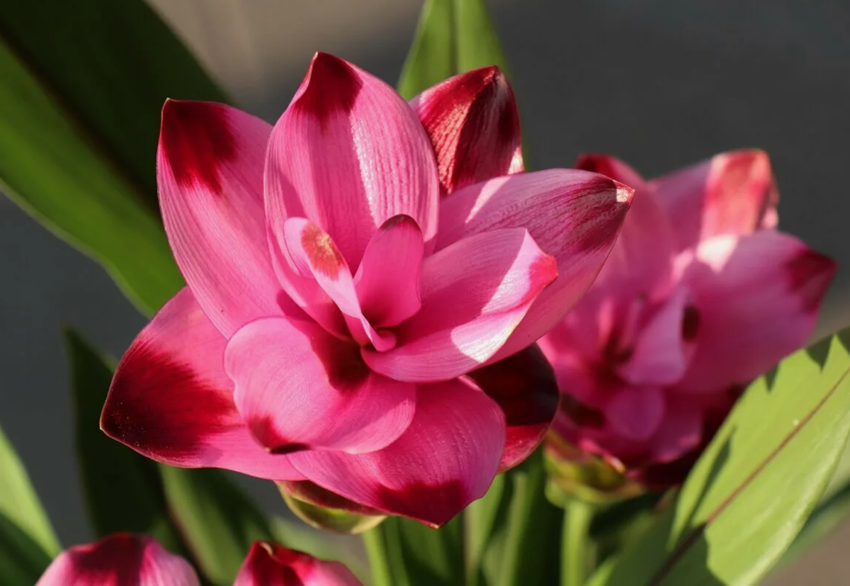 Куркума комнатная (источник фото: vsegda-pomnim.com)