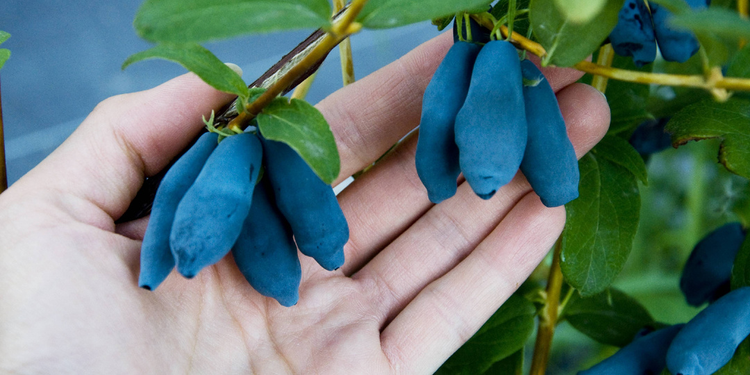 Весенняя подкормка жимолости: ягоды больше будет, да слаще на вкус окажутся