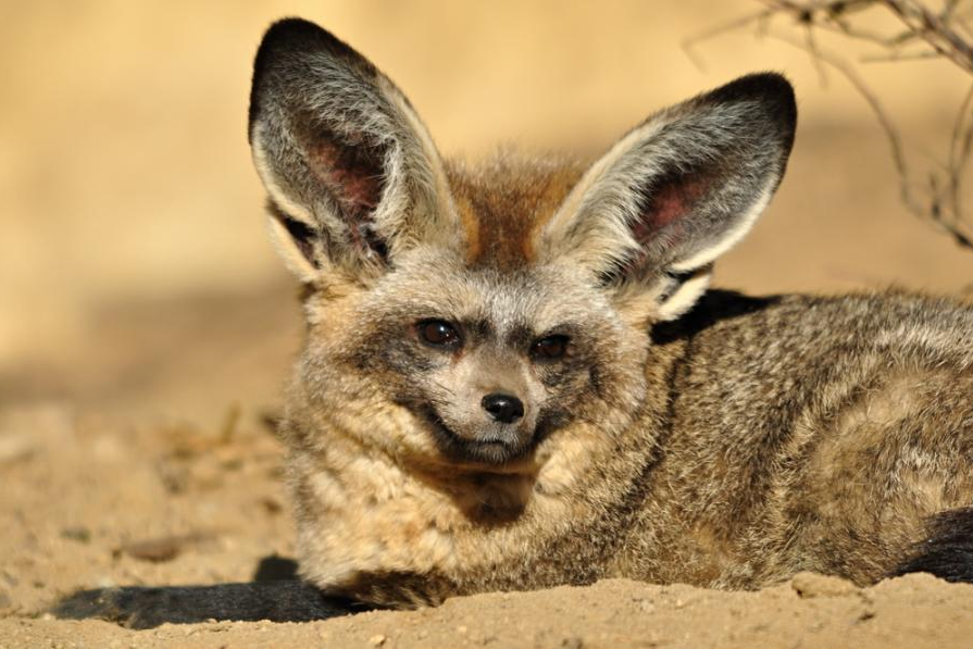 Большеухая лисица – это хищник из семейства псовых, отличающаяся внушительными ушами специфической формы. Она обитает в открытых и засушливых районах восточной и южной Африки.