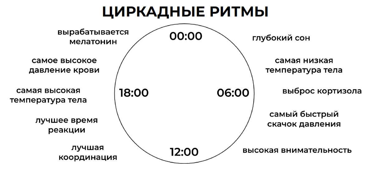 БИОРИТМЫ — это «внутренние часы», которые помогают организму вовремя находить проблему и восстанавливаться.