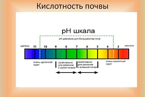 Изменение кислотности почвы. Изменение кислотности почвы