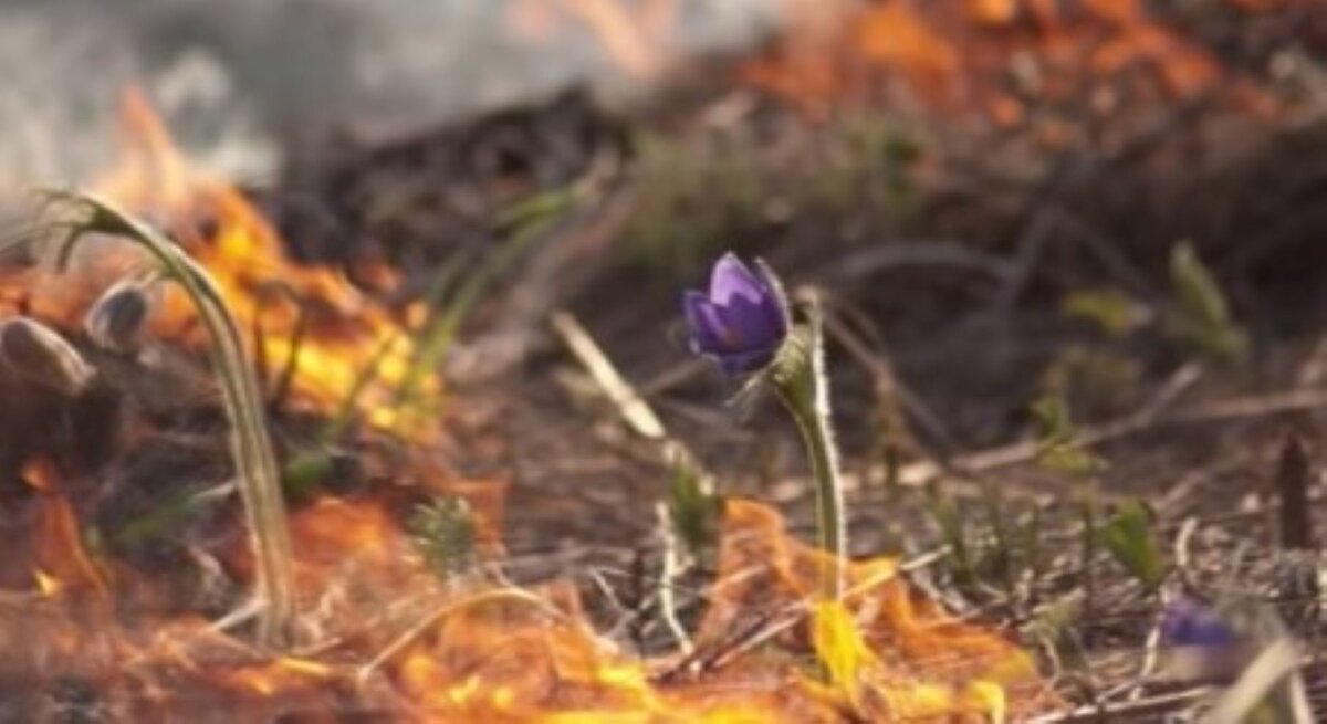    В Курской области с 23 апреля введены ограничения на пребывание в лесах