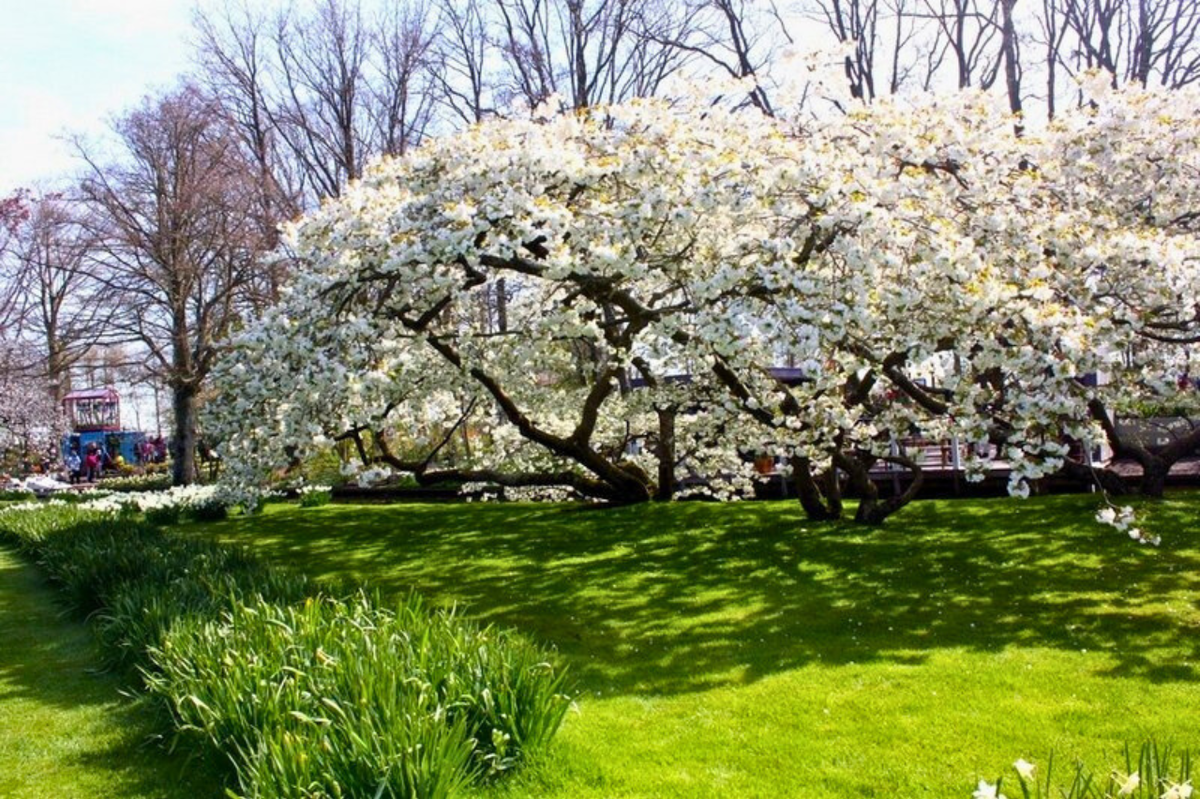 Самые часто встречаемые деревья в наших садах – яблоня и вишня. Хороши они в цветах – бело-розовые, как на картинках. Скажете – обычные? Да, не спорю.