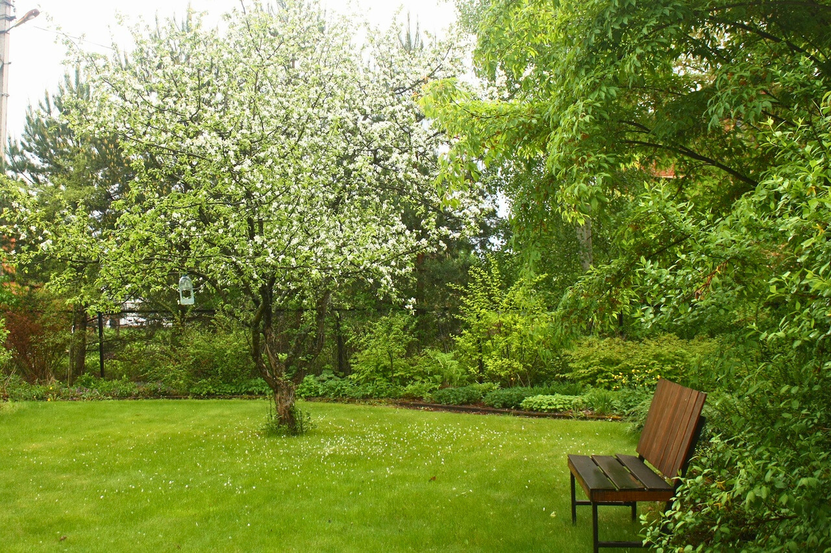 Самые часто встречаемые деревья в наших садах – яблоня и вишня. Хороши они в цветах – бело-розовые, как на картинках. Скажете – обычные? Да, не спорю.-2