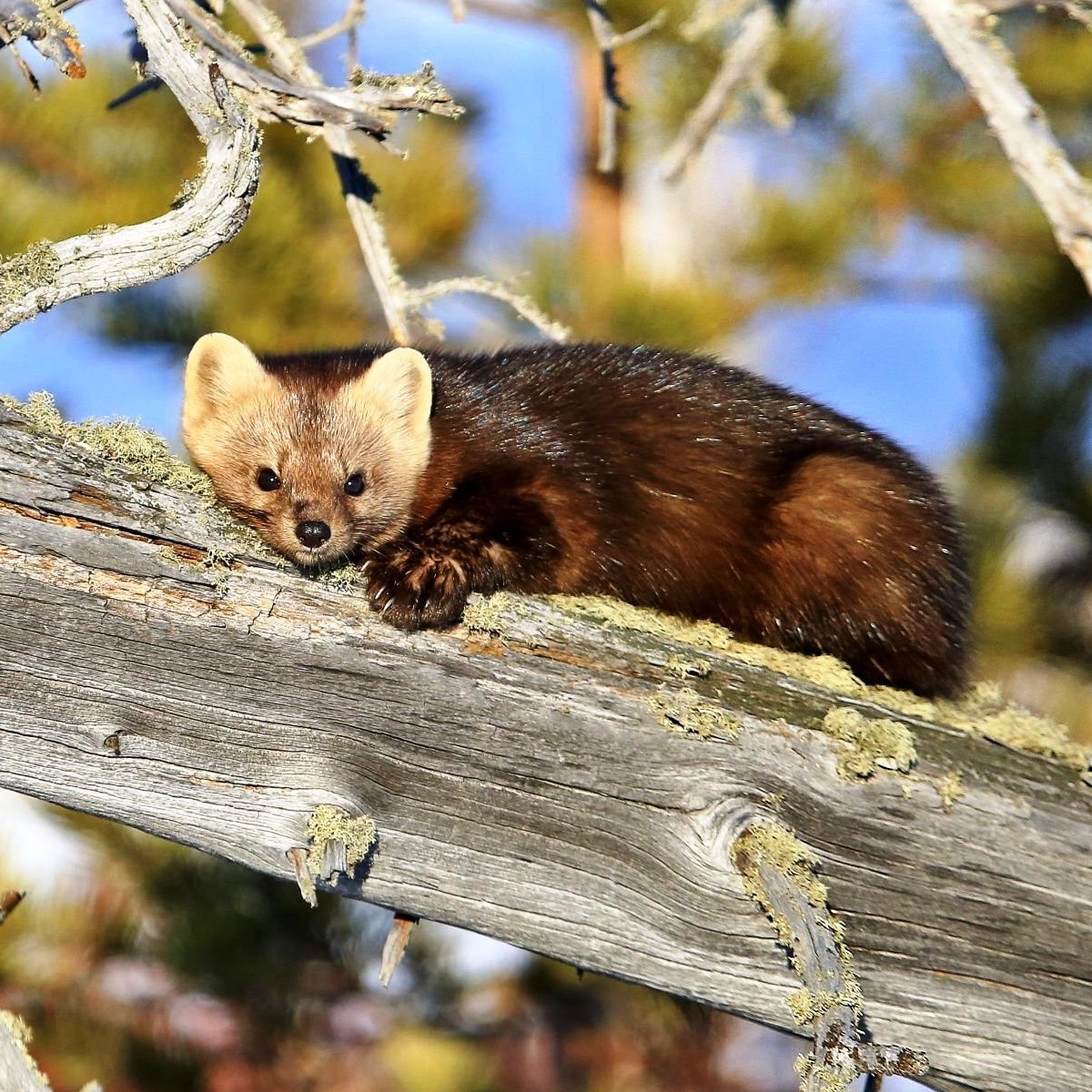 фото с сайта: https://bgbug.ru/barguzinskij-zapovednik-zhivotnie  