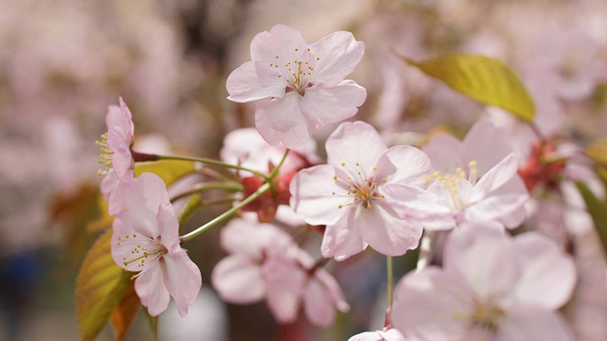    Фото: Анатолий Цымбалюк / Вечерняя Москва