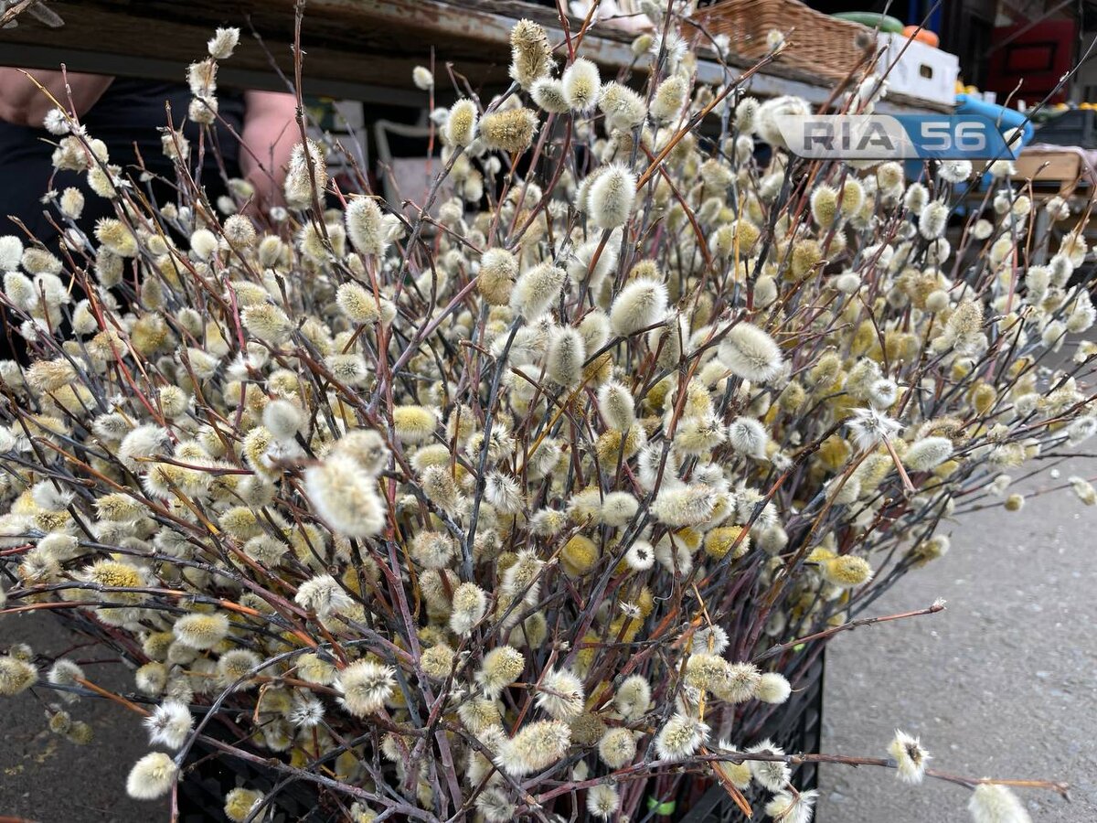    28 апреля — Вербное воскресенье: Сколько стоит символ праздника в Оренбурге Белов Михаил Александрович