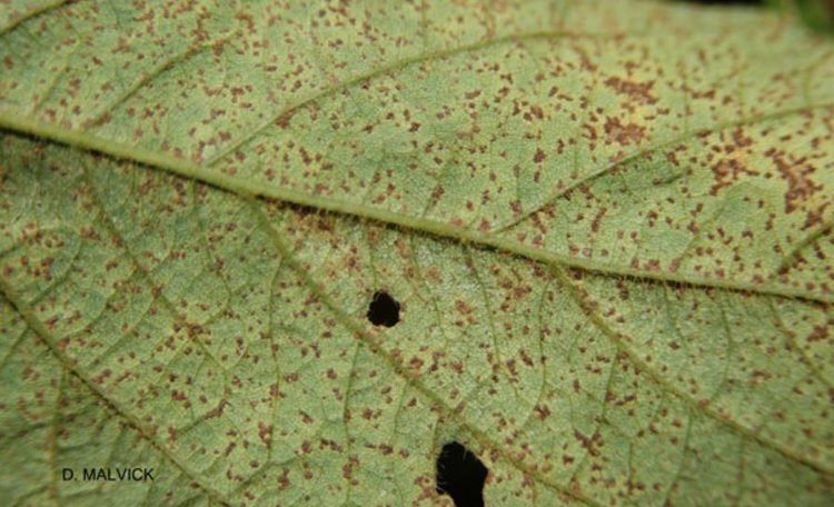    Китайским ученым удалось успешно клонировать гены устойчивости сои к ржавчине