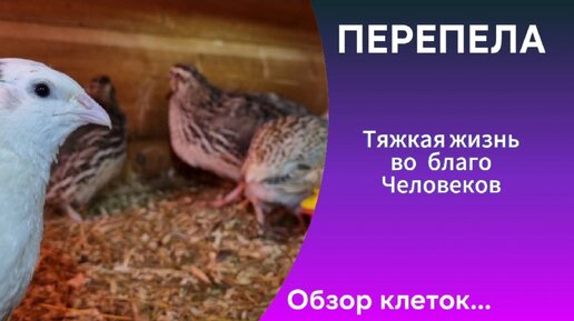 Клетки для перепелов пластиковые (Турция)