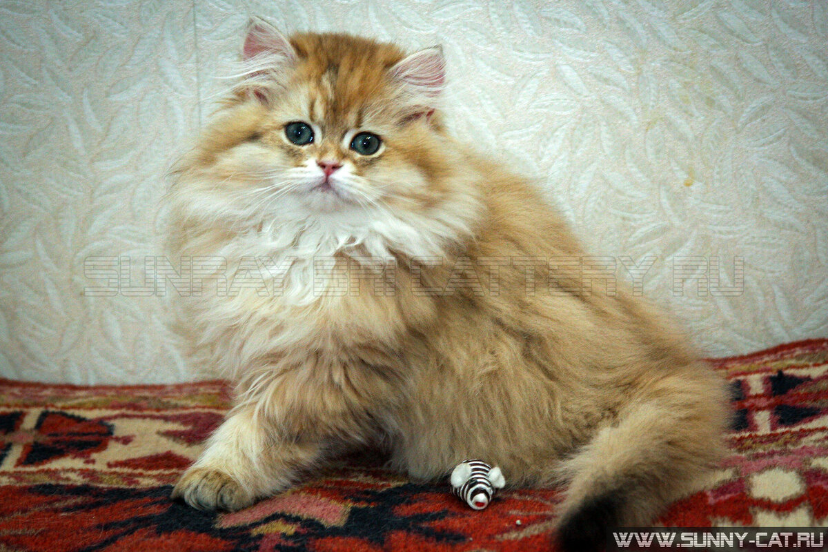 Возраст на фото: 2 месяца 25 дней