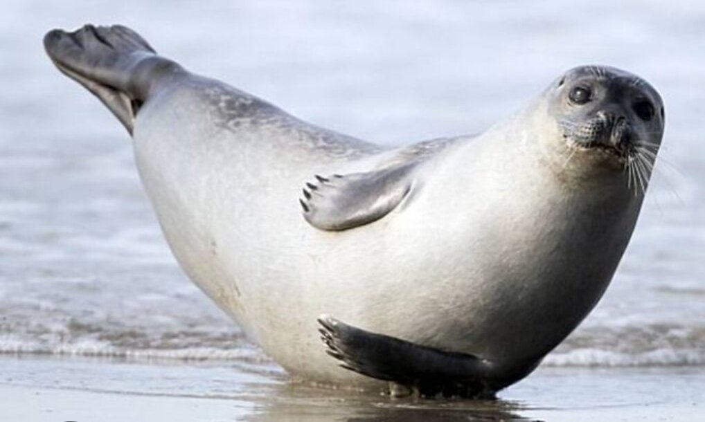 Фото из сети интернет 