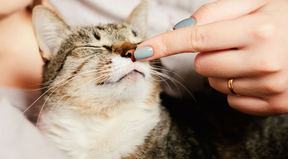 Кошка снижает стресс