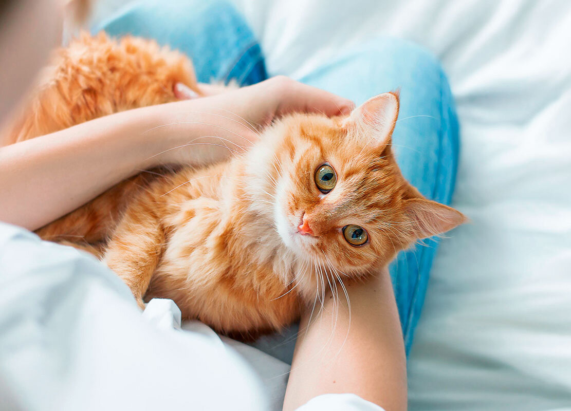 Кот успокаивает