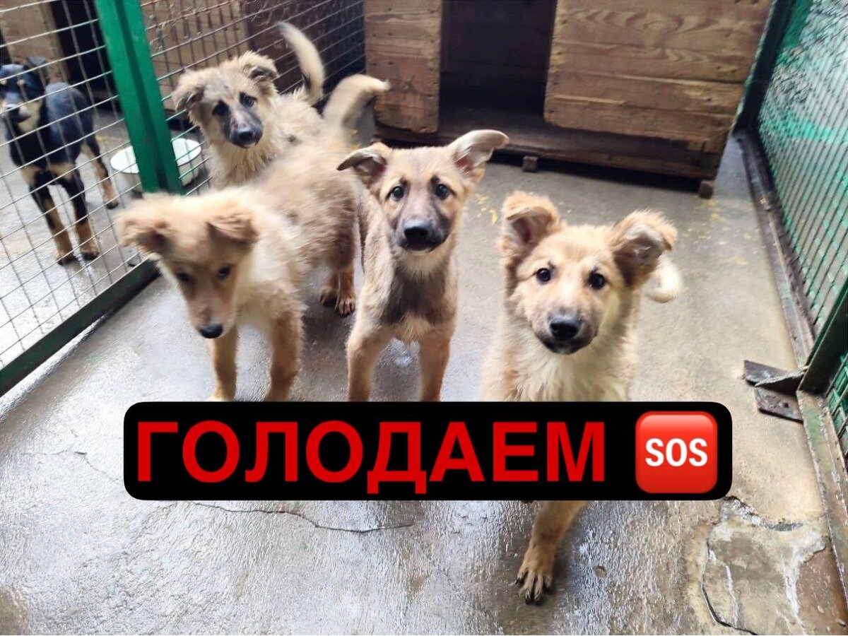 🆘ПРИЮТ С 500 ЖИВОТНЫМИ ГОЛОДАЕТ! СОВСЕМ НЕ ОСТАЛОСЬ ЕДЫ. ПОМОГИТЕ СПАСТИ  😭 | Приют 