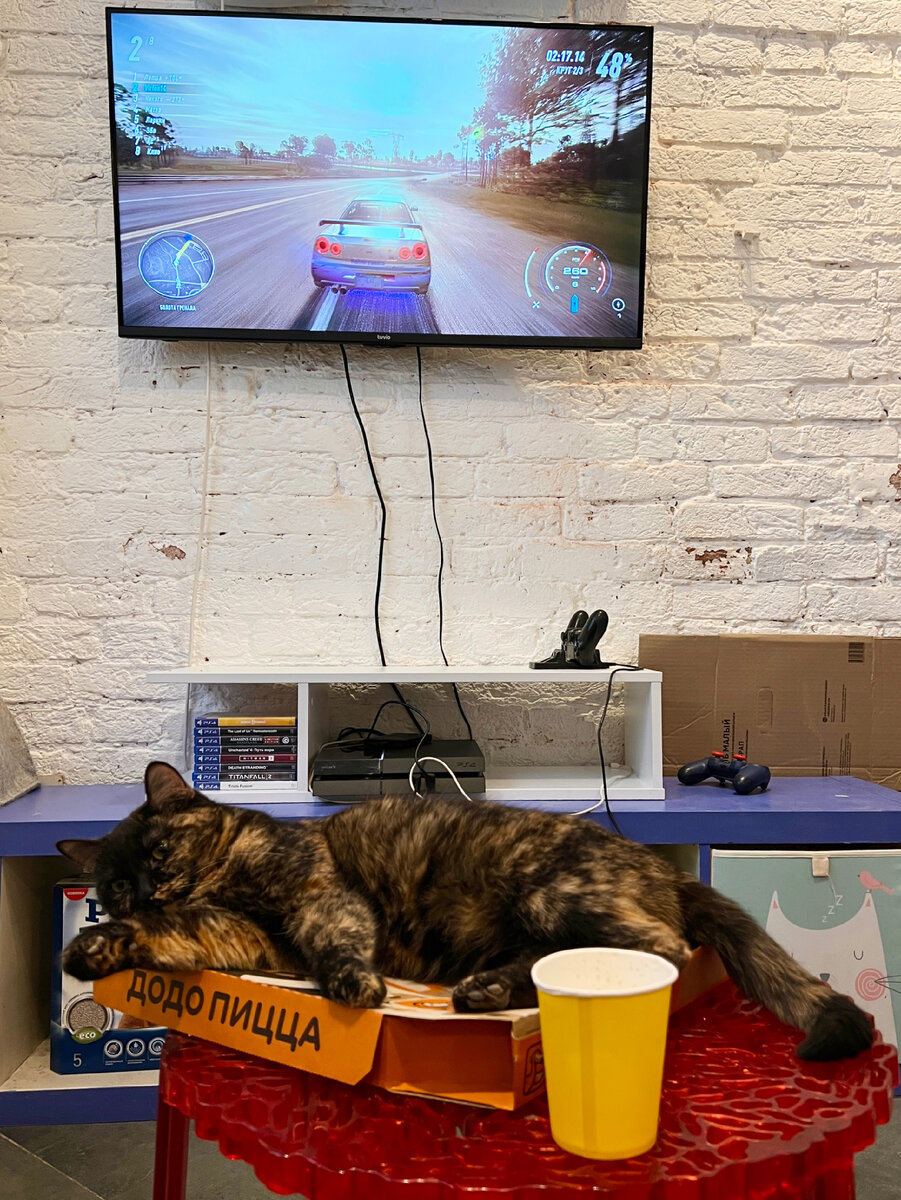 Или поиграть с котиком