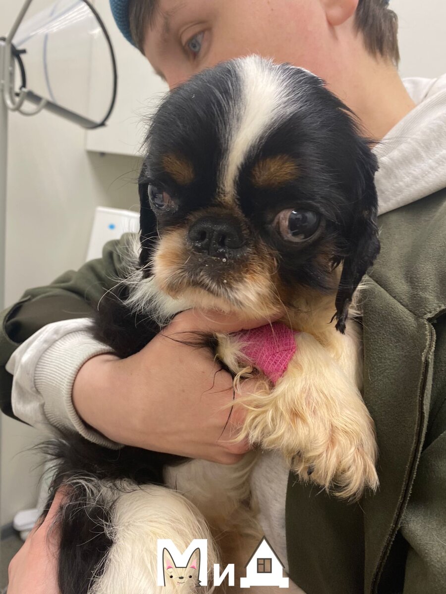 Жаклин разместили в стационаре клиники «Панвет» в Москве