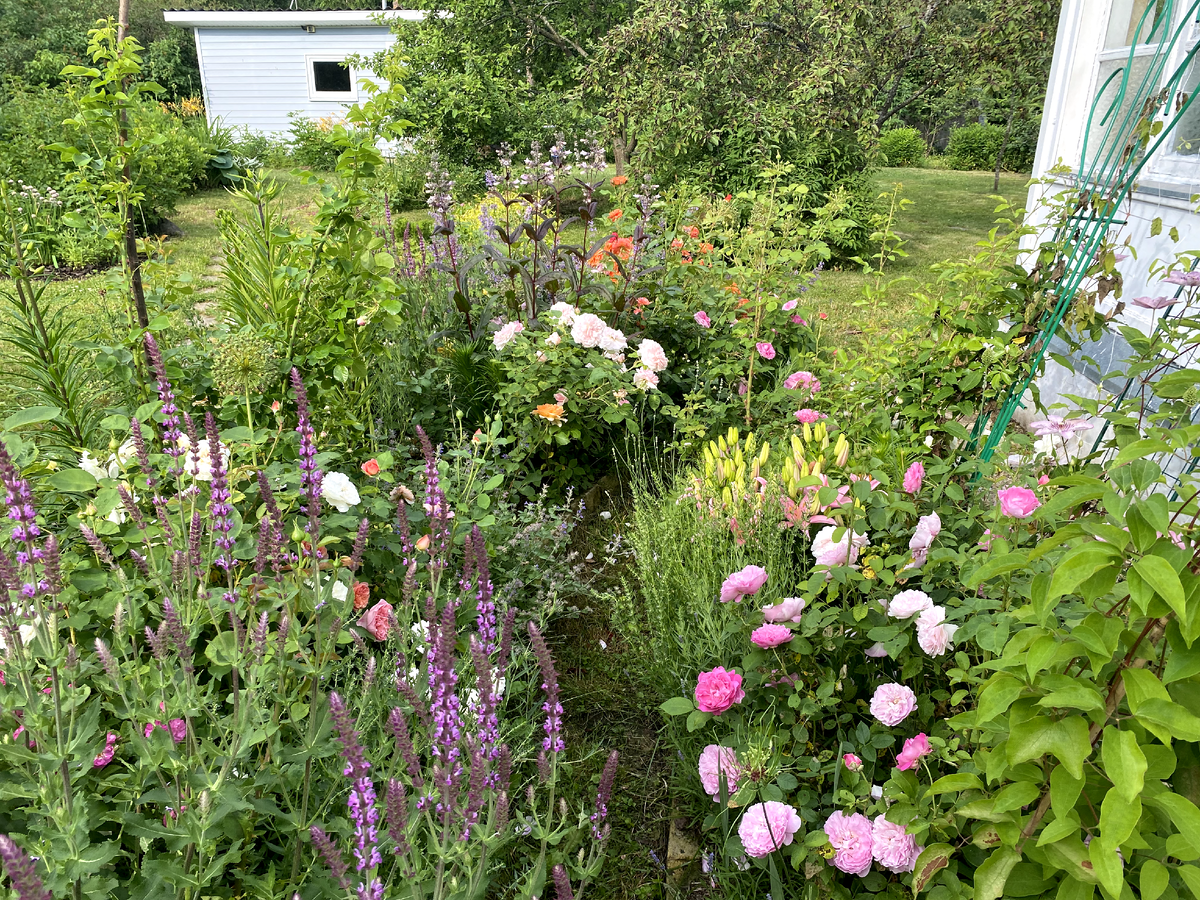 Розарий в июле