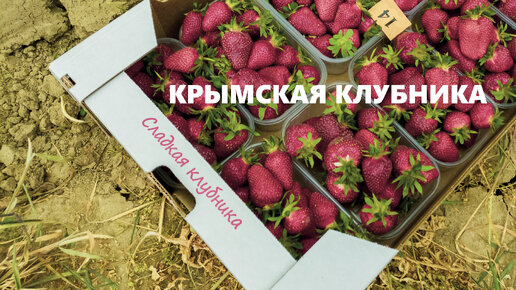 Как в Крыму собирают клубнику?