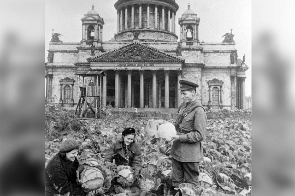    Огород был разбит даже на Исаакиевской площади – там выращивали капусту, а на площади Декабристов – картошку. В Летнем саду на грядках росли белокочанная и цветная капуста, морковь, свёкла, картофель и укроп.