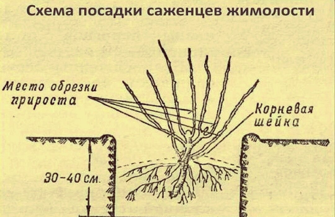 Сколько сажают жимолость