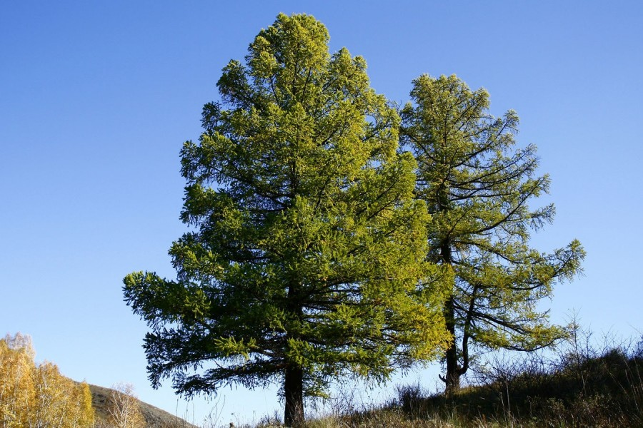  Сибирская лиственница (Larix sibirica