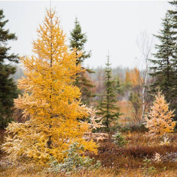 Американская лиственница (Larix laricina)