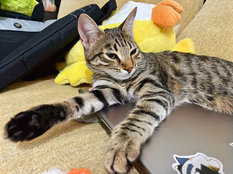 Жила себе одна кошечка в семье.... чего вот это вот всё началось???