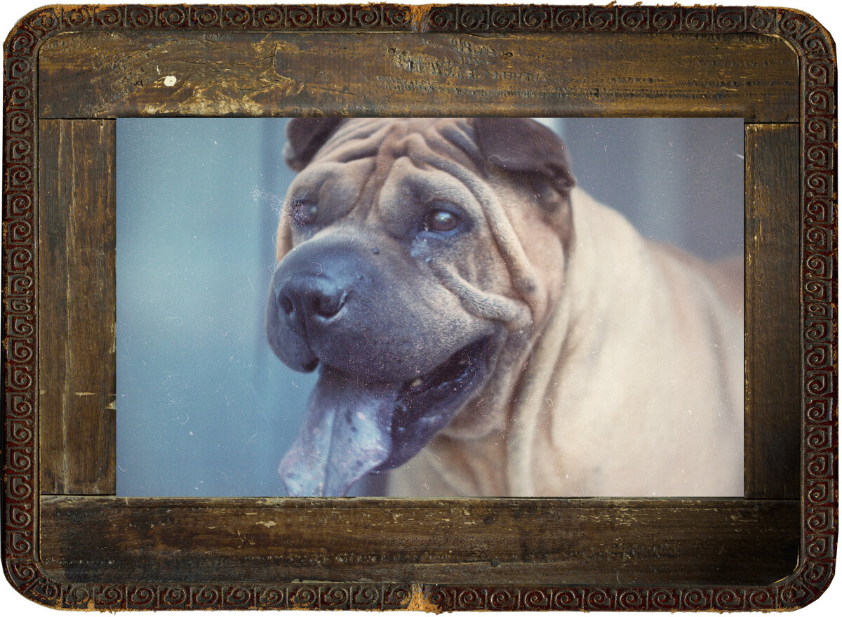 Как огонь в глазах, так и древний дух в сердце у шарпея