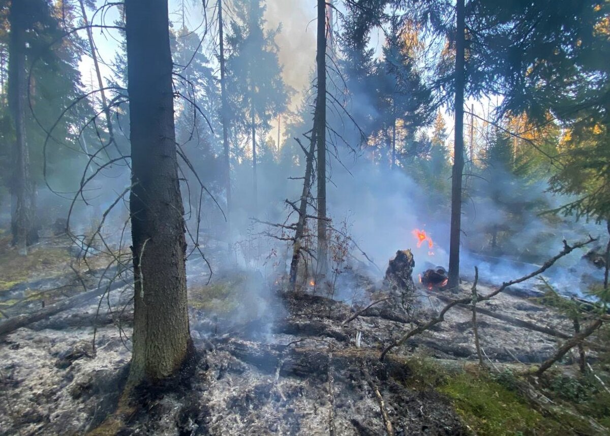 Фото взято с сайта https://yandex.ru/images/search?from=tabbar&img_url=https%3A%2F%2Fcdn4.telegram-cdn.org%2Ffile%2FYkgDnsapn3ISmZxQjIeZp2TKk997GzPwS2vy9hjQw3xmF2IbdkZFuIU3z4DKchxwud34kZMIJssA72RE14MpytPwkSZhZg9Qoz-6EC0odeM48uicW2hk1RICAVTkj2ddgyRZ78mMwBT7xZJXENw_MM3sTJBE3hGKWyCBu7C_OCOsqYOWSQnjzXzQZfCBuhmlXVqha1MzKFIiVyyrn6l5qD60aHFPhsf28L_r3y4zTNlBWFUrOhFto3Q8emkXqefg257VNS6qWXI14yFz7qLubr-pqt-GCFRgoJupKZt_OmFPwsIMta8R03dzmQ-H6RwF1RzvqwSHlAVT9_wUxr_8UA.jpg&lr=56&pos=10&rpt=simage&text=%D0%A3%D0%A1%D0%9F%D0%95%D0%A2%D0%AC%20%D0%94%D0%9E%20%D0%9F%D0%9E%D0%96%D0%90%D0%A0%D0%90