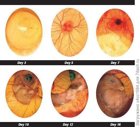 Мы так и выглядит сейчас как на 5 день. Прям волшебство какое то.