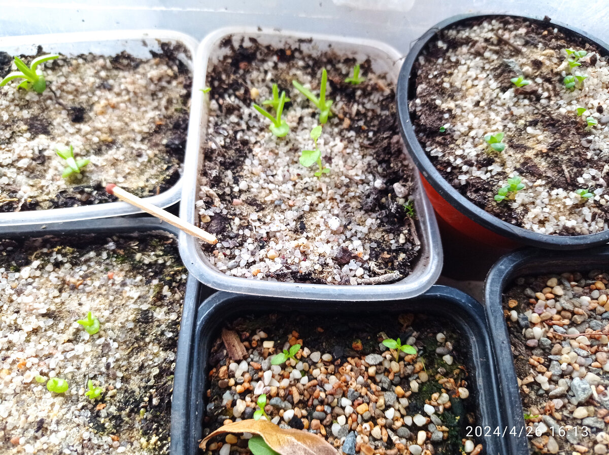 Пример всходов