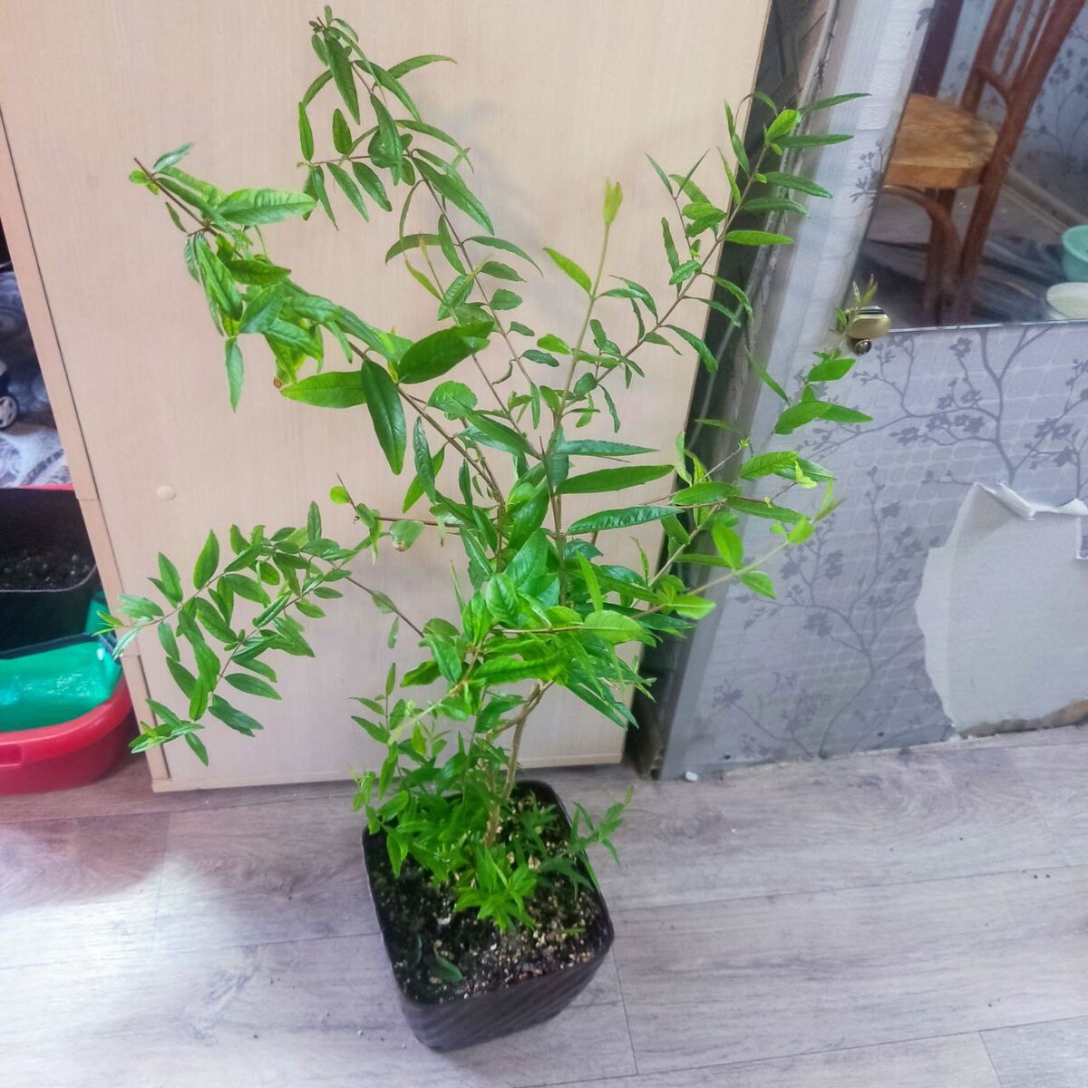 Много порасли у корней, неопрятный внешний вид. В общем резать!