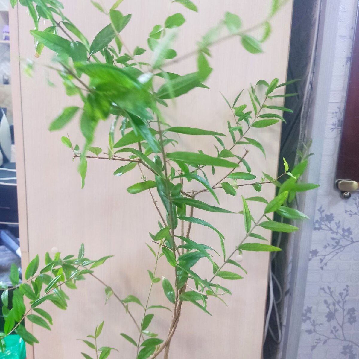 Крону нужно сформировать, ветки проредить. 