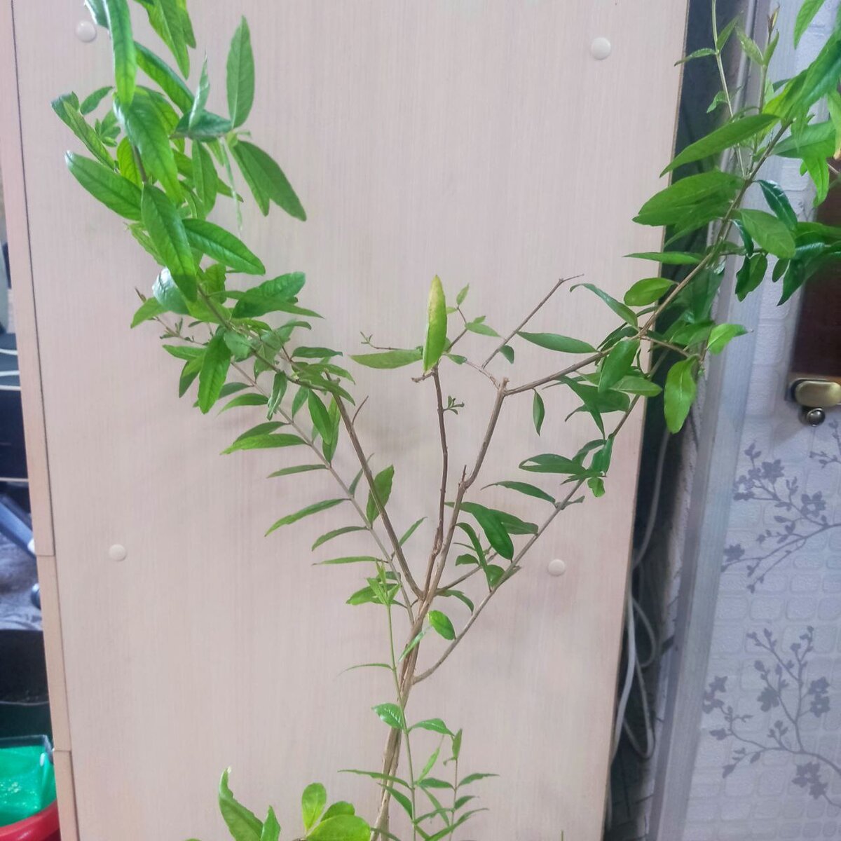 Резать не перерезать.