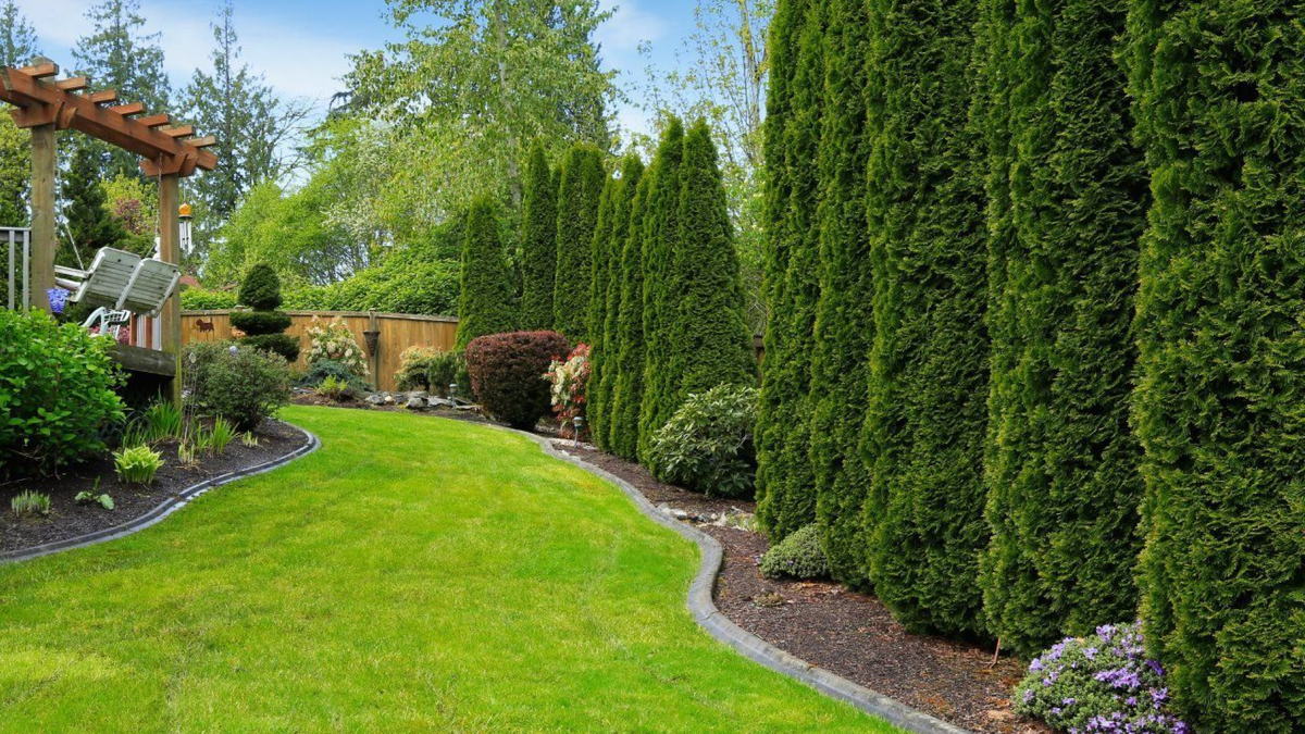 зеленые стены из туи