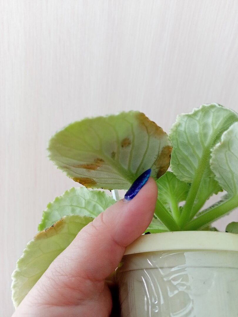 Вот такое фото прислала мне моя подписчица.