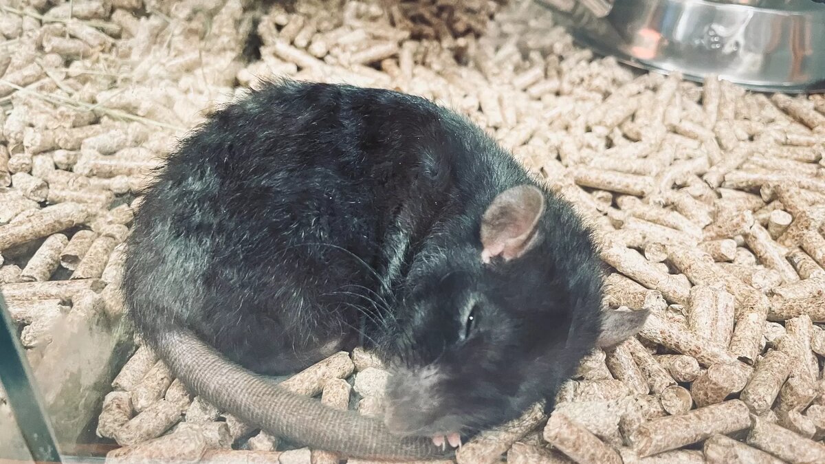     Источник: inkazan.ru