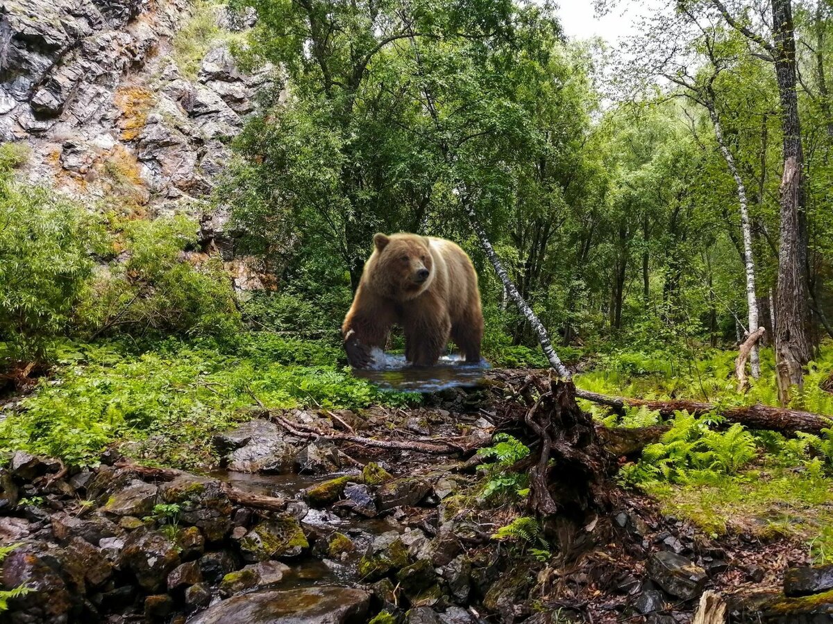 Так как своих фото с медведем у меня нет пока, буду мучать вас фотошопом и нейросетью собственного производства