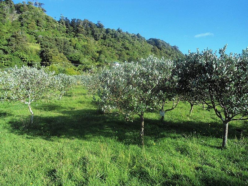 Собственно, фейхоа. А ведь похоже, правда?