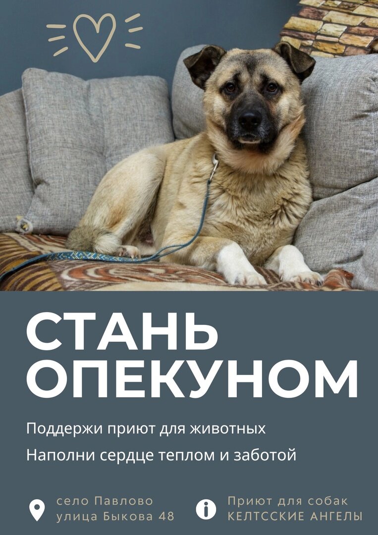 https://vk.com/album-1406147_270783983 Выбирайте собаку на опекунство