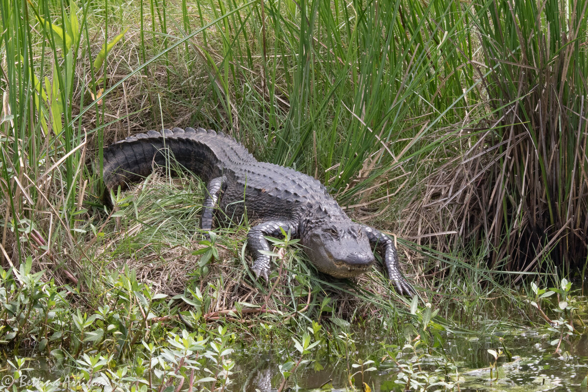 Источник: wikimedia.org