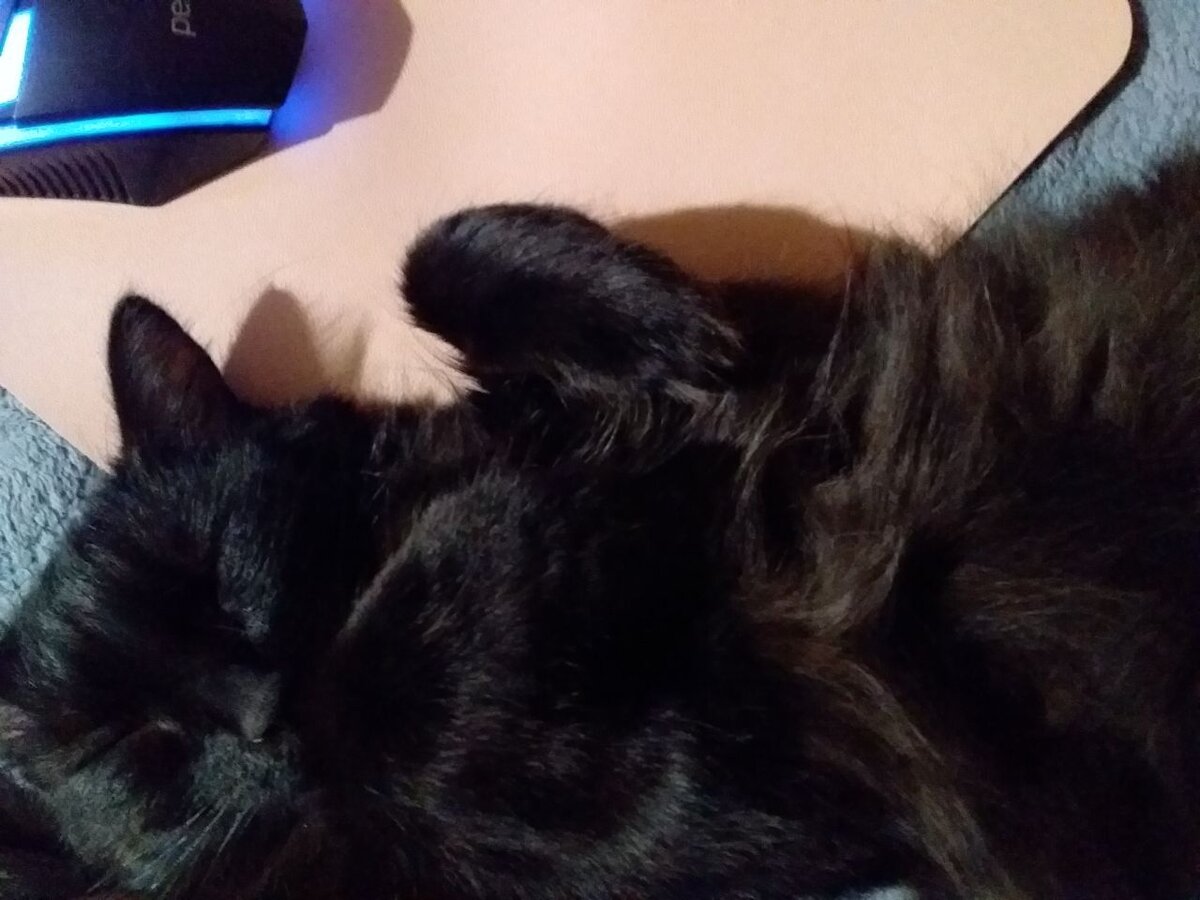 Фото автора. Кому-то положено работать, а кому-то - спать) Рысюне уже восемь месяцев)