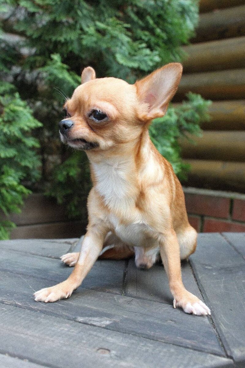 Марс из приюта Домик Мелкашей ищет дом