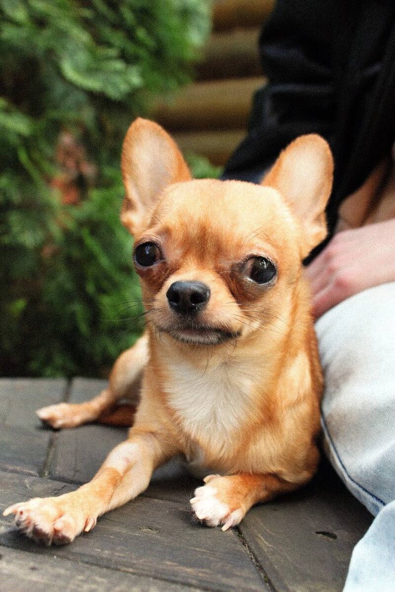 Марс из приюта Домик Мелкашей ищет дом