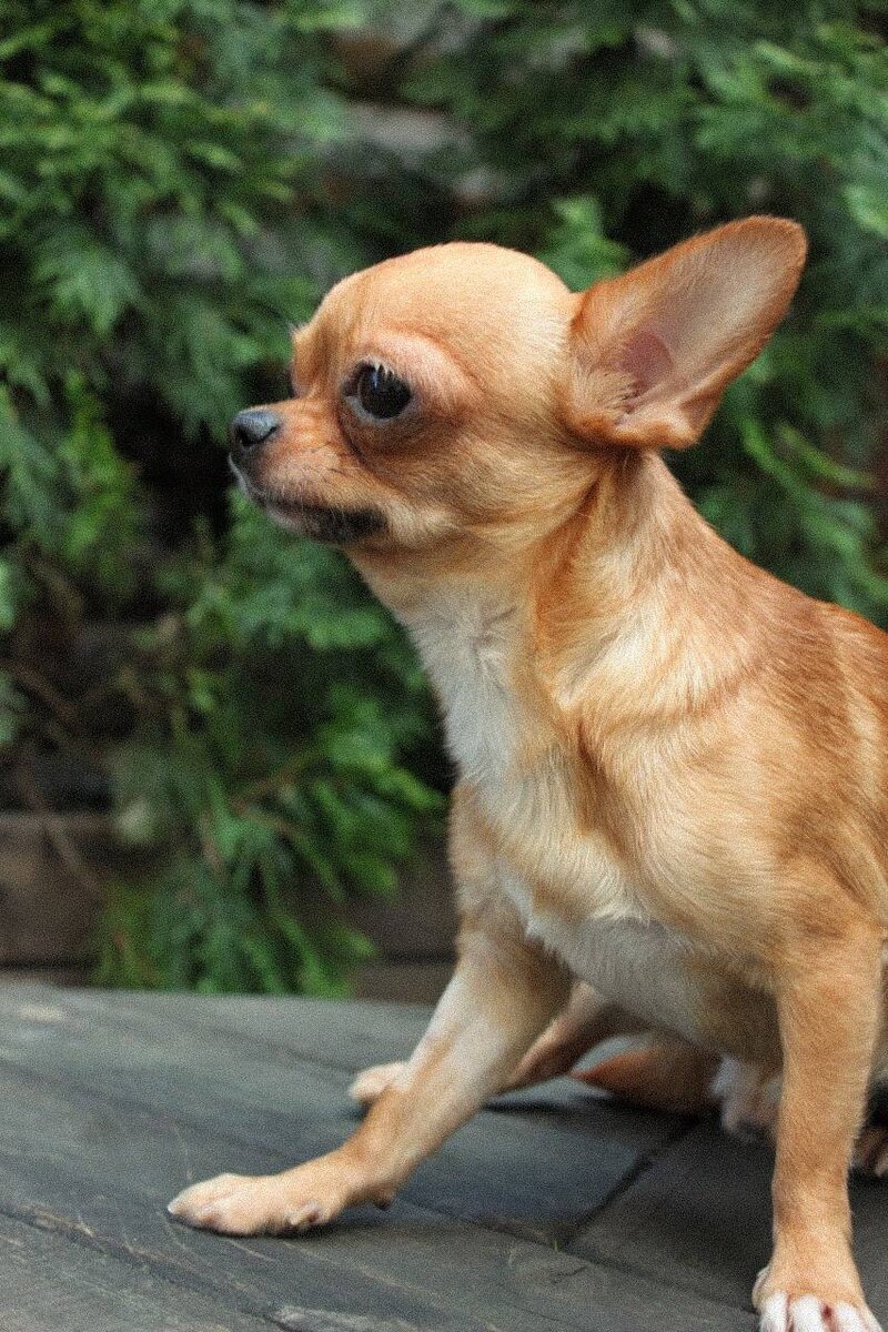 Марс из приюта Домик Мелкашей ищет дом