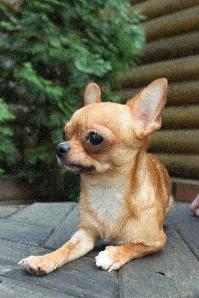 Марс из приюта Домик Мелкашей ищет дом