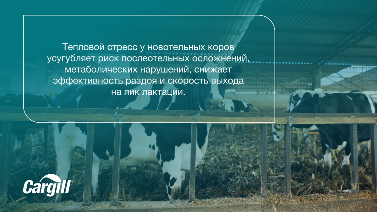 Новотельные коровы – категория крупного рогатого скота, у которой тепловой стресс протекает особенно тяжело, так как он накладывается на стресс, связанный с отелом.-2