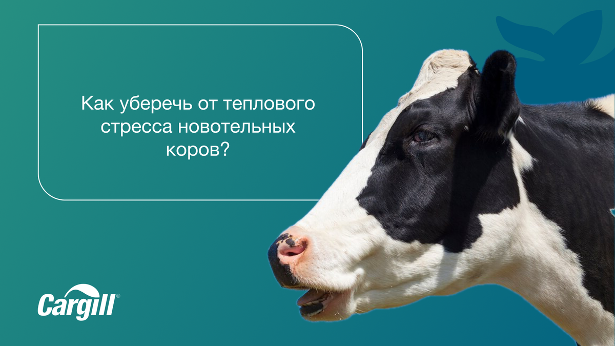 Новотельные коровы – категория крупного рогатого скота, у которой тепловой стресс протекает особенно тяжело, так как он накладывается на стресс, связанный с отелом.