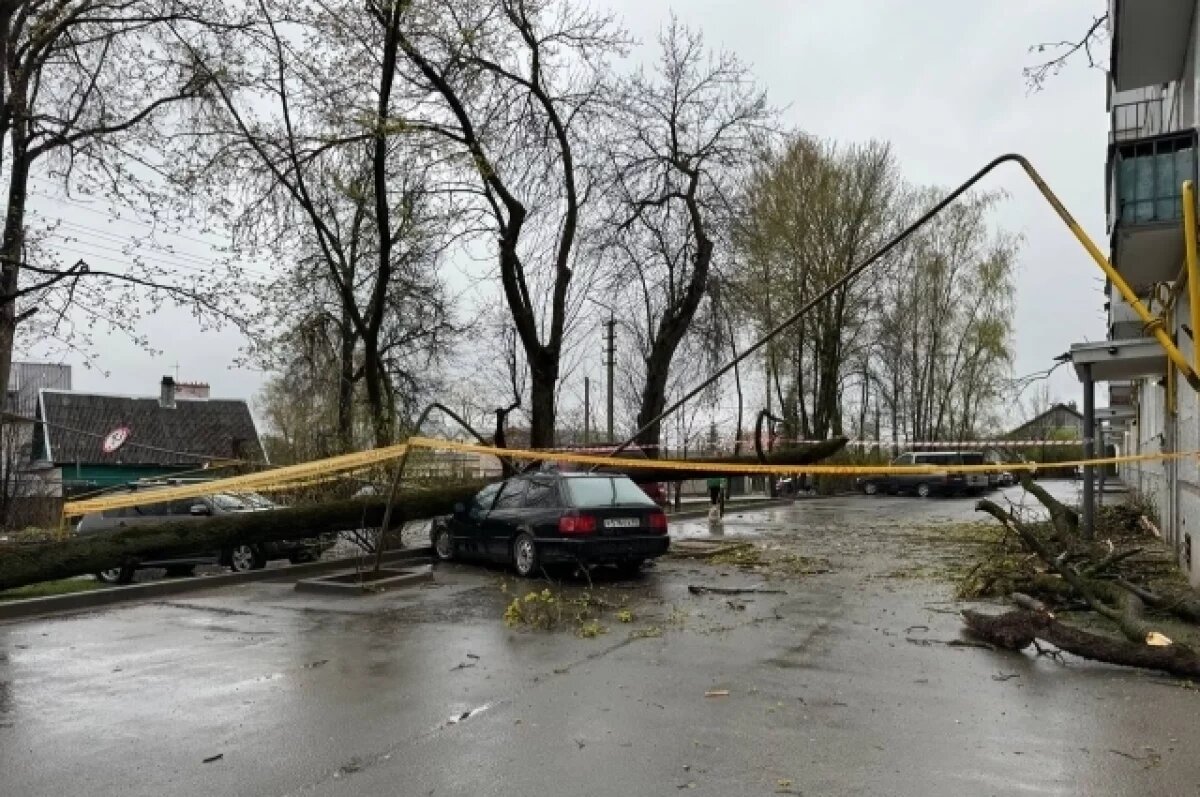    Тополь упал на газопровод и машины в Пскове