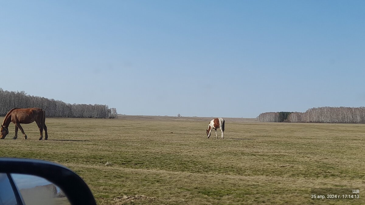 чьи то лошадки пасутся